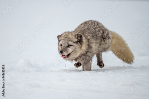 Beautiful arctic fox, standing on a hill in the snow, winter, Canada © vaclav