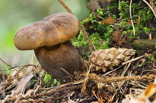 Detail view of a young brown edible mushroom sooty milkcap in the moss photo