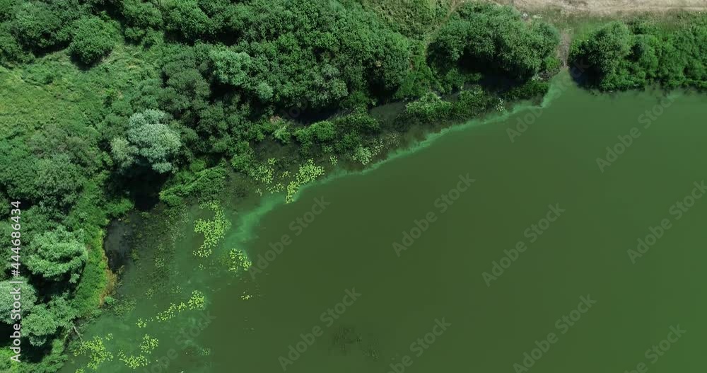 Green water in the lake due to dry hot weather and lack of wind Green water in the lake due to dry hot weather and lack of wind