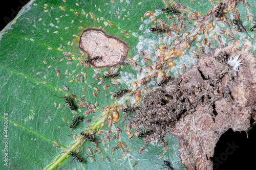 Black worker ants are building a house on a green leaf.
