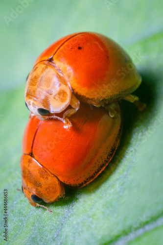 Orange ladybugs is hybridizing on a green leaf.