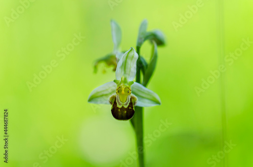 Εκτύπωση καμβά Orchid Ophrys apifera closeup with green bokeh