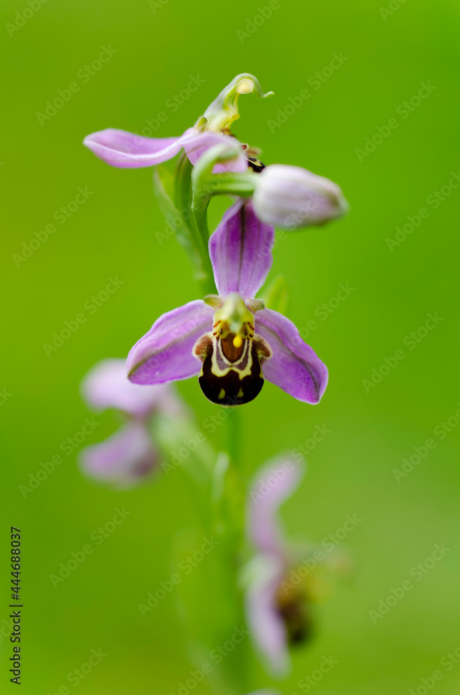 Orchid Ophrys apifera closeup with green bokeh Orchid Ophrys apifera closeup with green bokeh