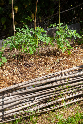Fotografi Au potager - jeunes plants de tomates entourés de paillage, sur une butte de per