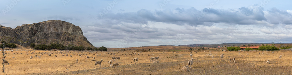 Flock of sheep on pasture north of Punta Arenas, Patagonia, Chile