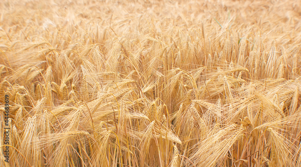Wheat field crops. Golden wheat ears or barley harvest background. Wheat grain field farm - ripe grains, bran, agro. Organic food concept. Rural landscape, yellow rye straw grows in summer. Wheat field crops. Golden wheat ears or barley harvest background. Wheat grain field farm - ripe grains, bran, agro. Organic food concept. Rural landscape, yellow rye straw grows in summer.
