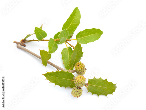 Quercus coccifera or kermes oak. Isolated on white background photo