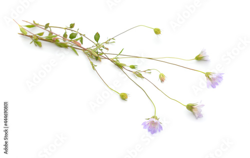 Scabiosa, pincushion flowers. Isolated on white background © spline_x