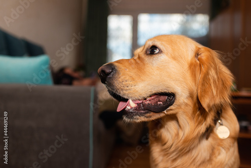 Golden retriever dog mouth open sitting on the floor at home.golden labrador portrait.Closeup.Side view. © ARVD73
