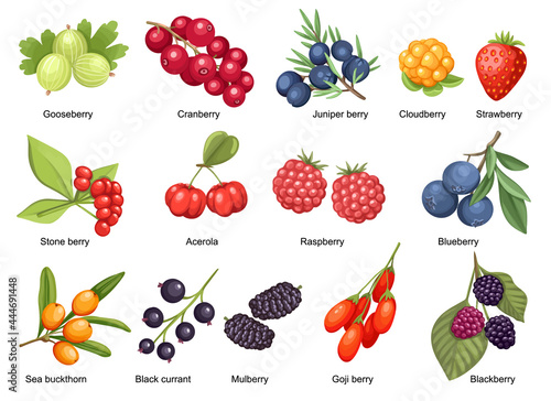 Set Cloudberry, Strawberry, Cranberry and Raspberry with Stone Berry, Acerola and Goji. Blackberry, Juniper Berry