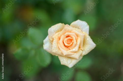 cream rose