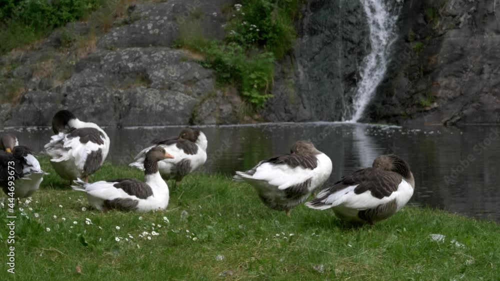 Endangered species Öland goose Ölandsgås resting on grasslands next to a cascade waterfall pond, Sweden. Endangered species Öland goose Ölandsgås resting on grasslands next to a cascade waterfall pond, Sweden.