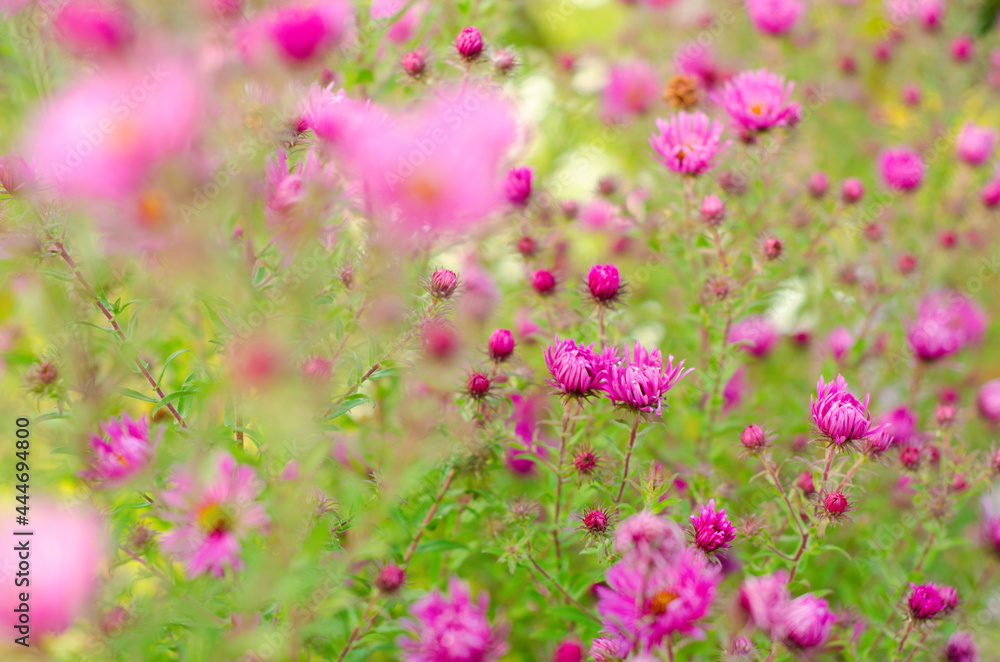 Naklejka premium purple flowers