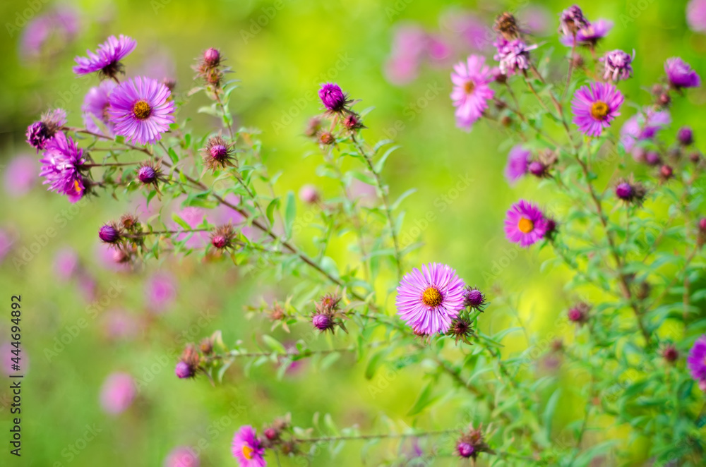 purple flowers purple flowers