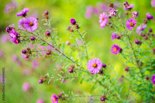 purple flowers