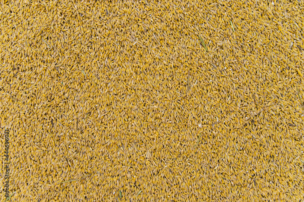 The background is made of golden grain. Ripe yellow barley. Harvesting on the farm. The background is made of golden grain. Ripe yellow barley. Harvesting on the farm.
