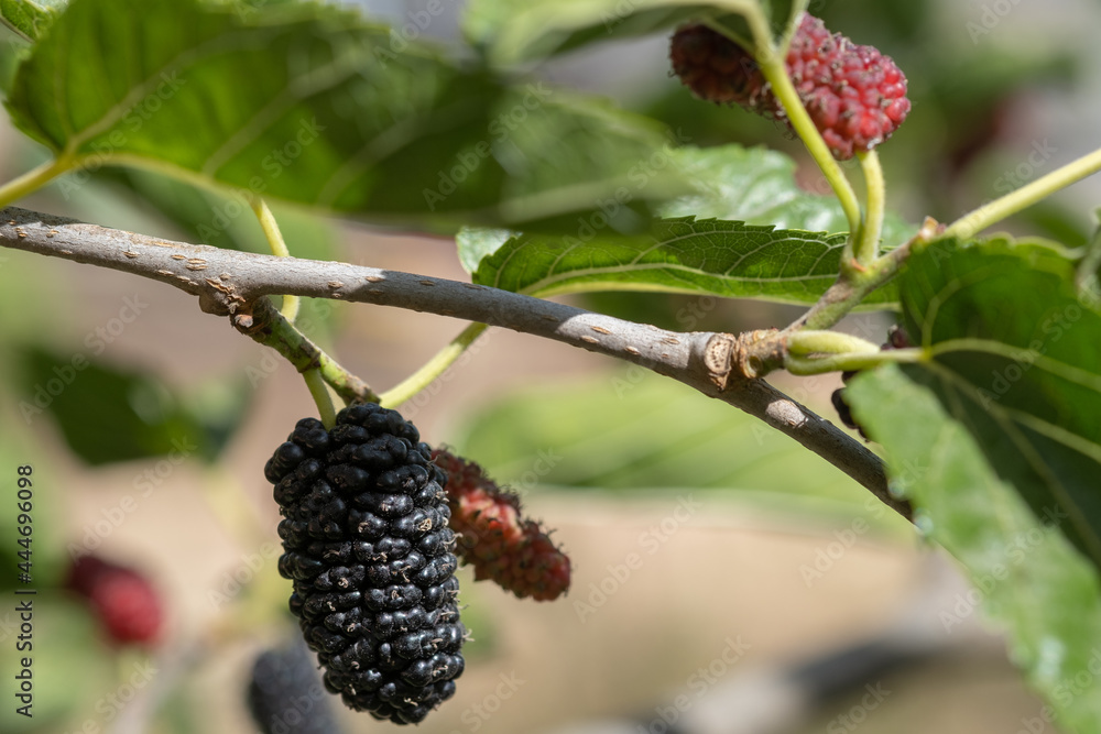 Mulberry, black and red mulberries on a branch Mulberry, black and red mulberries on a branch