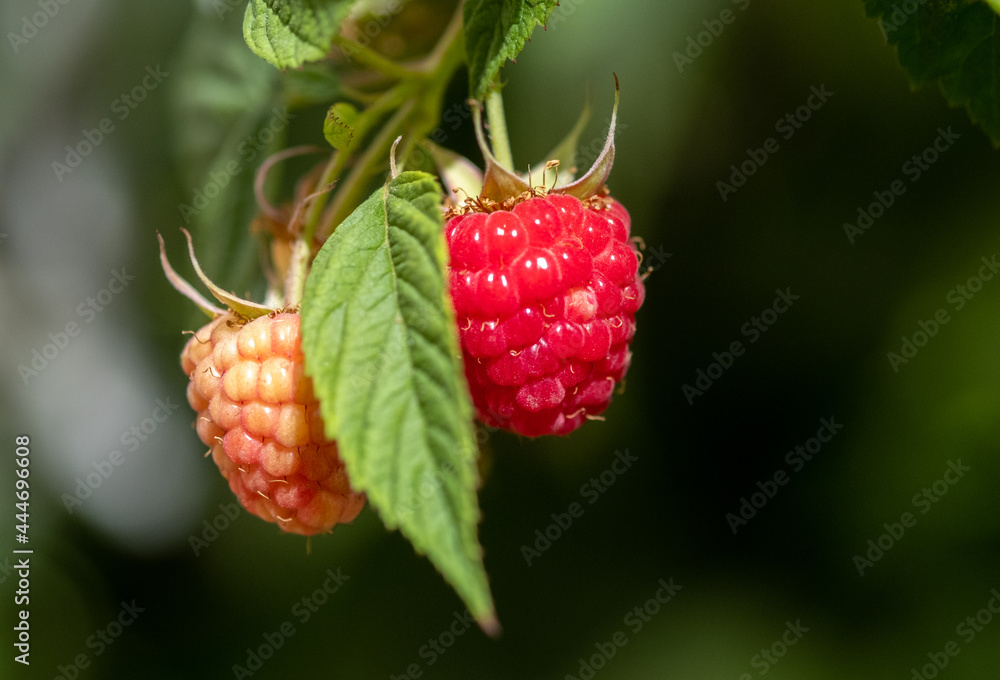 Organic red raspberries growing on branch Organic red raspberries growing on branch