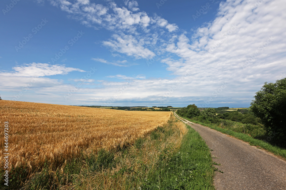 Summer landscape with fields and meadows on a clear day Summer landscape with fields and meadows on a clear day