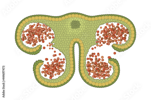 Anthers are the pollen producing part of the flower, the male reproductive part of a flower is the androecium which is composed of many stamens. Anther structure