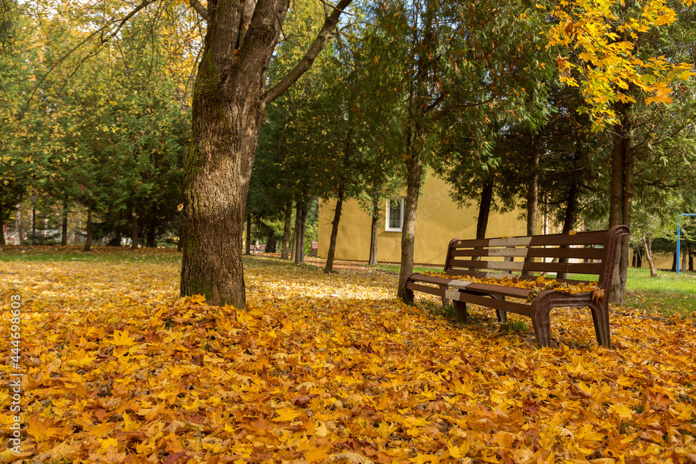 City park in autumn at the time of leaf fall. The problem of cleaning fallen leaves in the city. Wonderful autumn in the park with yellow and purple trees. bench in autumn park, leaves on the ground. City park in autumn at the time of leaf fall. The problem of cleaning fallen leaves in the city. Wonderful autumn in the park with yellow and purple trees. bench in autumn park, leaves on the ground.