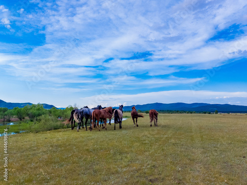 Horses on meadow 