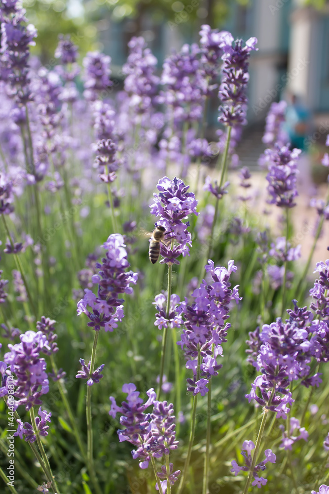 Naklejka premium Lavender flowers blooming on a bright sunny day