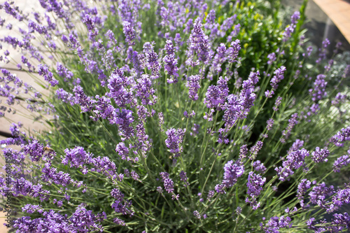 Lavender flowers blooming on a bright sunny day