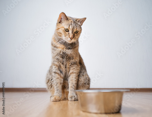 Cat sits on the floor near the bowl and waits to be fed.