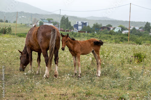 foal and mare in the pasture