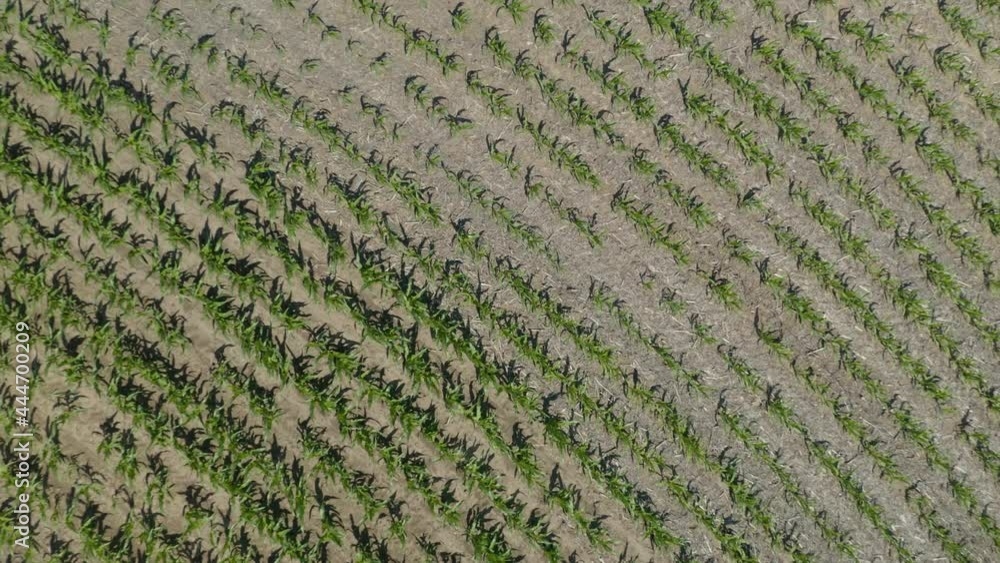 Top Down Aerial View of Cornfield. Pedestal Up Reveals Large Field of Corn. Hot Summer Day Top Down Aerial View of Cornfield. Pedestal Up Reveals Large Field of Corn. Hot Summer Day