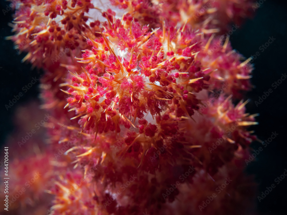 Soft Coral Close-Up, Stachelige Weichkoralle (Stereonephthya sp)