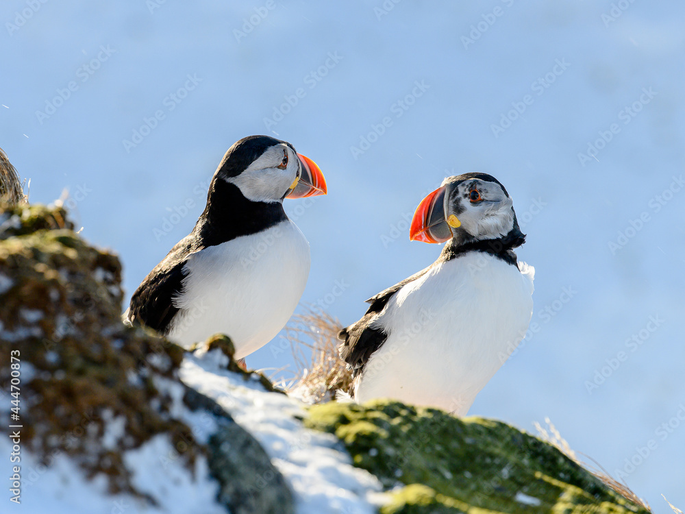 Fototapeta premium Atlantic puffin (Fratercula arctica) at Hornøya island, Norway
