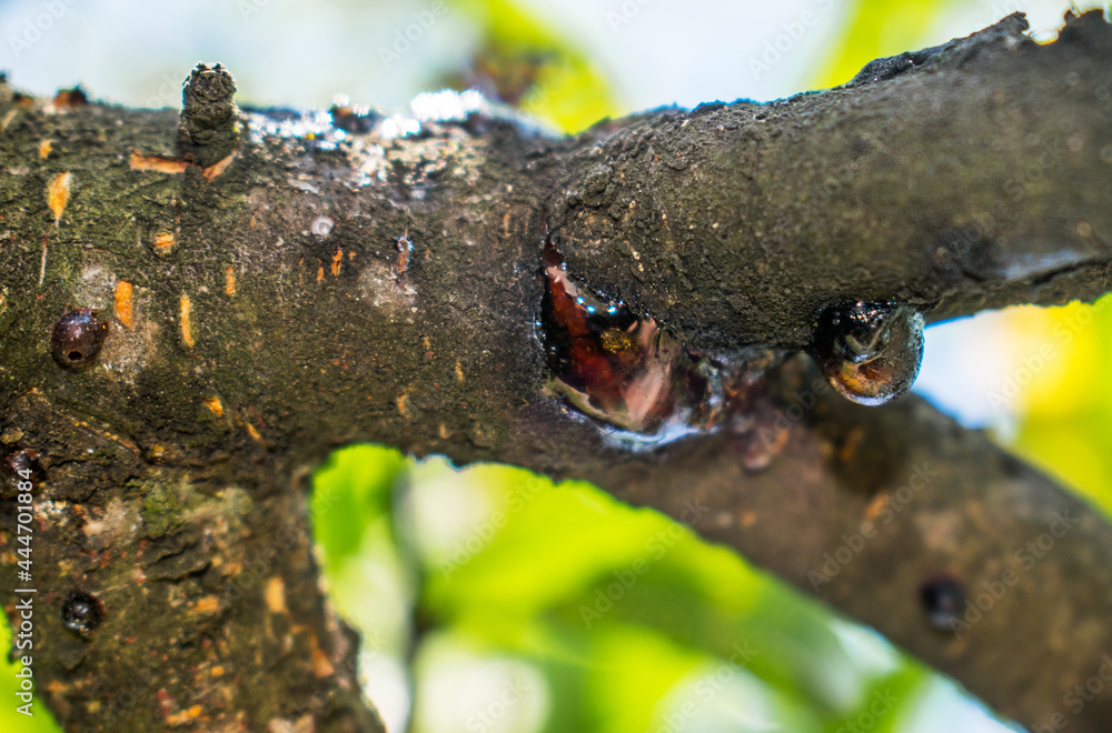 Obraz premium Resin that forms on tree branches. Natural elements.