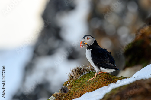 Atlantic puffin (Fratercula arctica) at Hornøya island, Norway photo