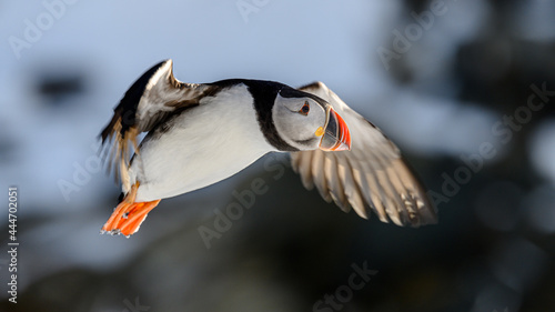 Atlantic puffin (Fratercula arctica) in flight at Hornøya island, Norway photo