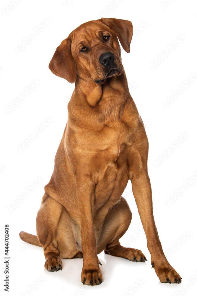 Broholmer dog isolated on white background Broholmer dog isolated on white background