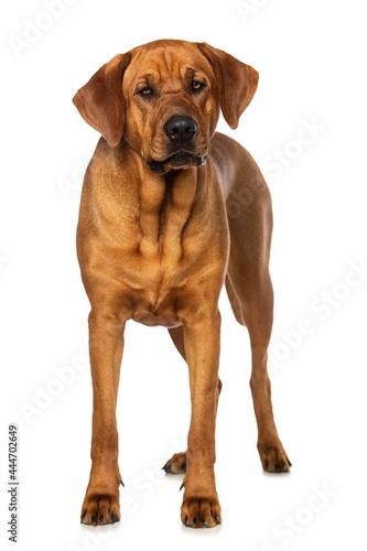 Broholmer dog isolated on white background