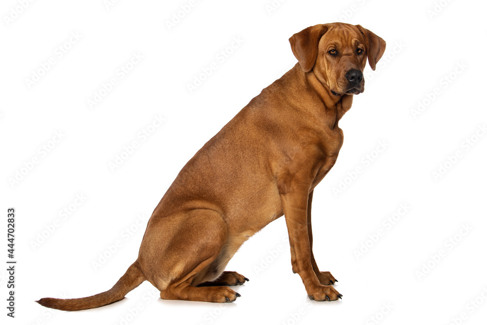 Broholmer dog sitting isolated on white background