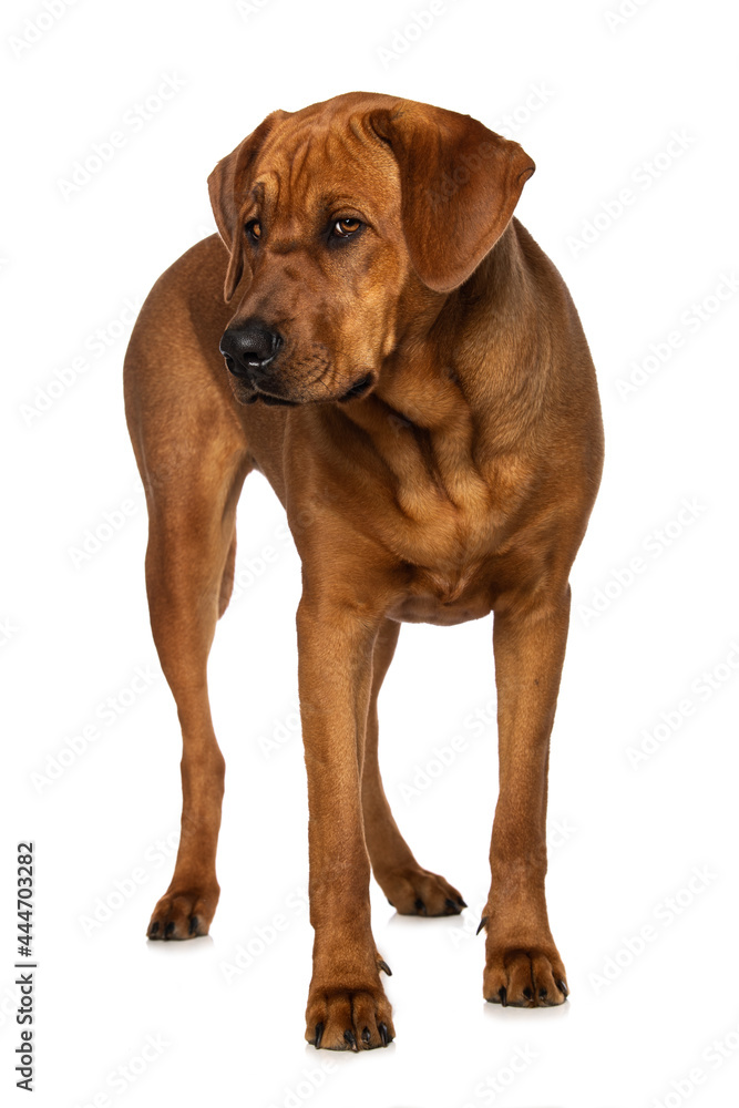 Broholmer dog standing isolated on white background Broholmer dog standing isolated on white background