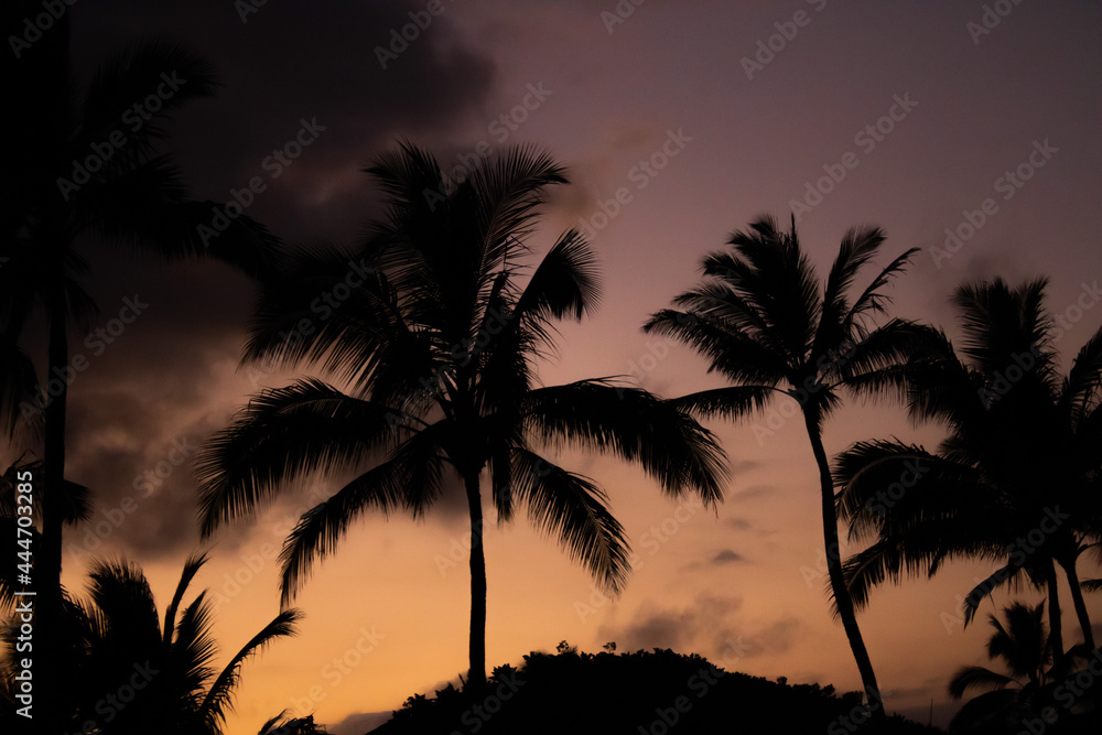 Palm Tree Silhouette Sunset