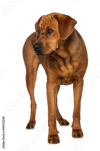 Broholmer dog standing isolated on white background