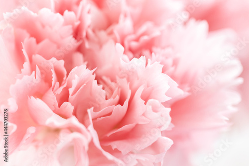 Close up view on pink carnation flower. © Olga Zarytska