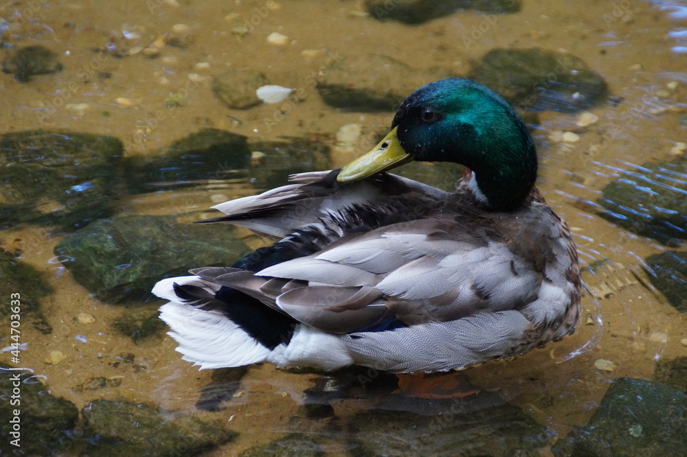 Fototapeta premium duck on the water