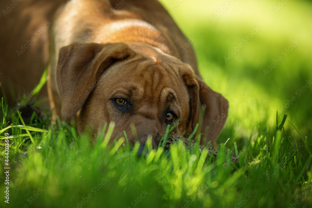 Tired dog lying in a summer meadow