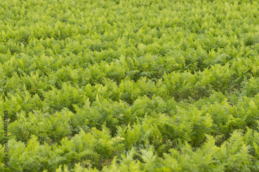 carrot field background carrot field background