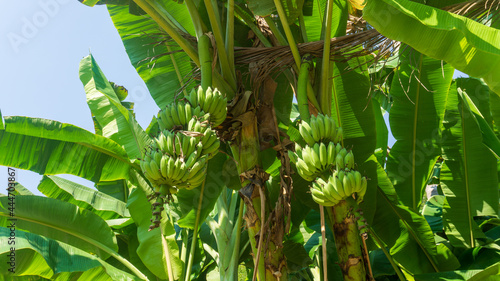 A bunch of green bananas in banana tree