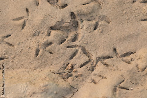 Bird tracks imprinted in the dried mud