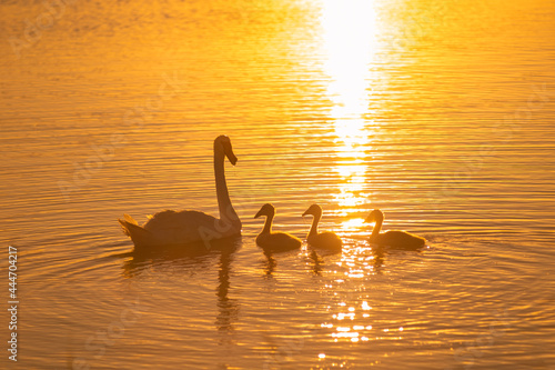 Fototapeta Naklejka Na Ścianę i Meble -  swan, lake, water, bird, nature, animal, sunset, swans, birds, wildlife, goose, pond, geese, duck, white, swimming, reflection, beautiful, sea, swim, feathers, river, beak, sunrise, family