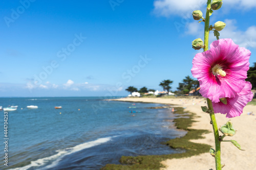 Rose trémière, plage de la Madeleine , le Vieil, île de Noirmoutier, Vendée photo